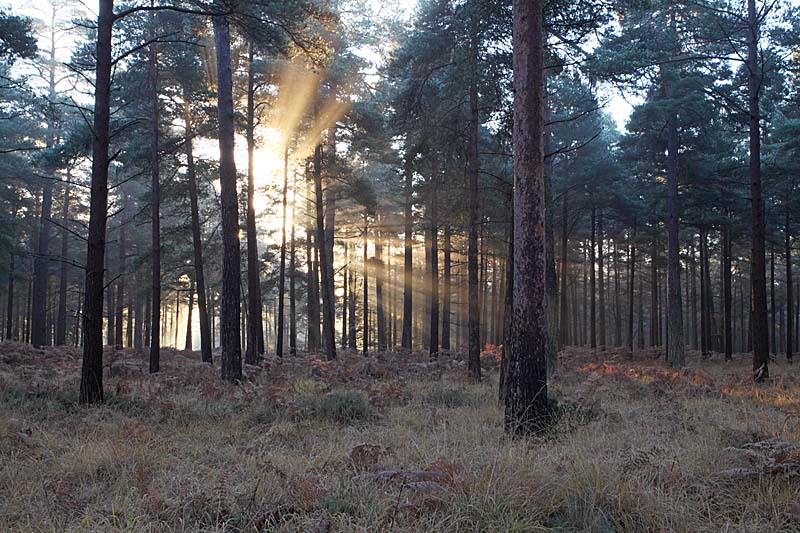 C01D2930 Misty sunrise Slufters Inclosure Copyright Mike Read.jpg - Misty sunrise in Slufters Inclosure